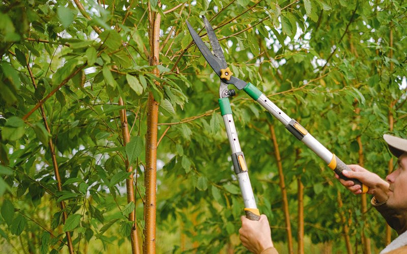 Tree trimming in Lind, WA