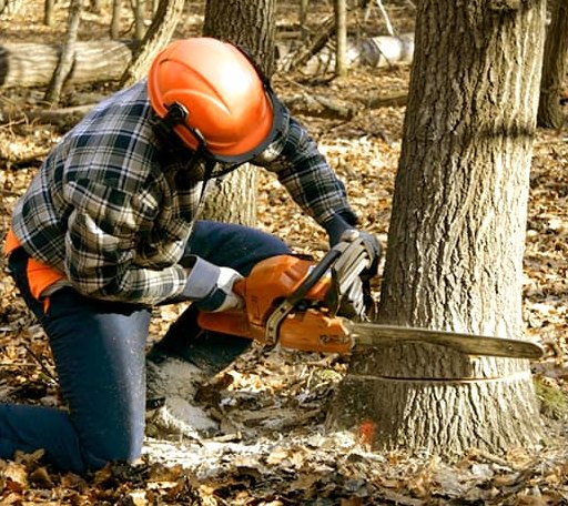 Tree Removal in Lind, WA